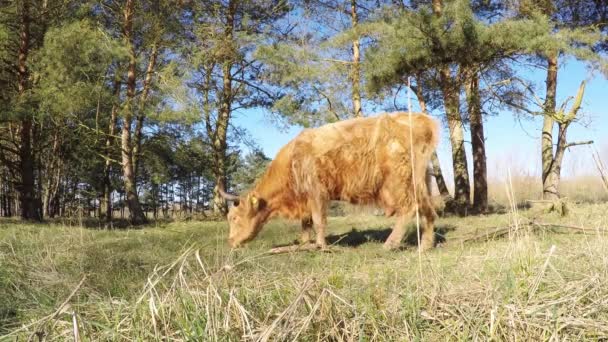 Heck cattle grazing — Stock Video