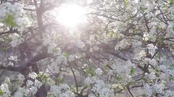 Arka ışık çiçek açan karaçalı — Stok video