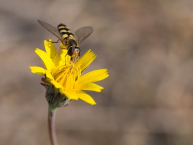 Hoverfly sarı bir çiçek - Syrphus ribesii