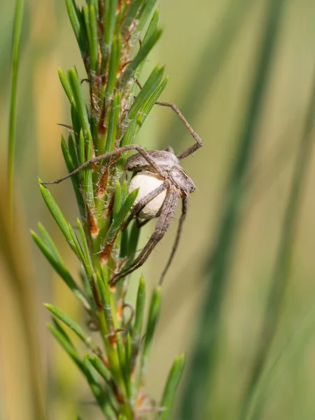 Aranha de teia de quarto de crianças com um casulo - Pisaura mirabilis — Fotografia de Stock