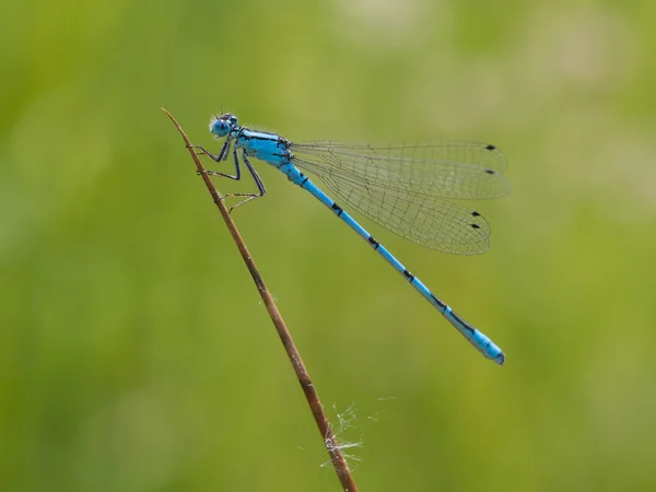 Azurblaue Libelle auf einem Grashalm - coenagrion puella — Stockfoto