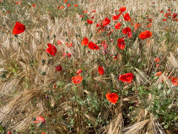 Papoula vermelha florescendo em um campo de trigo - Papaver rhoeas — Fotografia de Stock