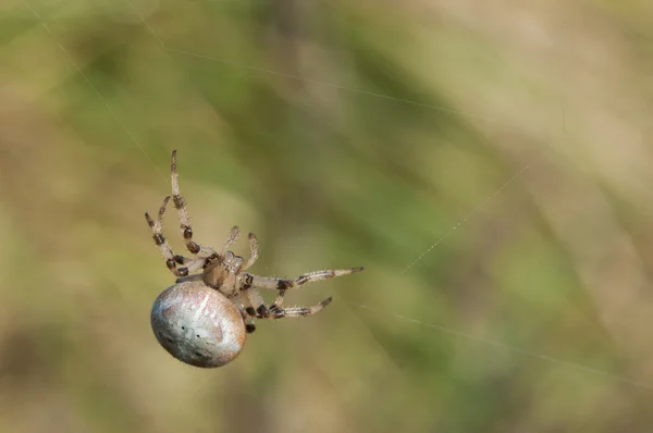 Dört-spot küre-weaver - Araneus orasına — Stok fotoğraf