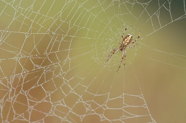 Örümcek örümcek ağı - Neoscona adianta — Stok fotoğraf