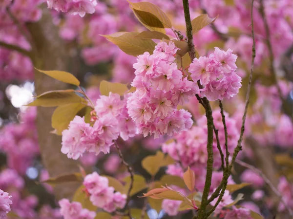 Rosa blommor i ett äppelträd — Stockfoto
