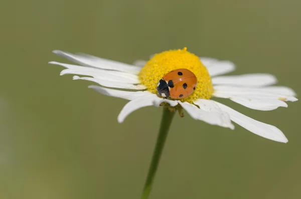 Seven-spotted ladybug on a flower - Coccinella septempunctata — Stock Photo, Image
