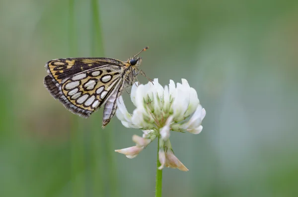 Large chequered skipper on white clover - Heteropterus morpheus — Stock Photo, Image