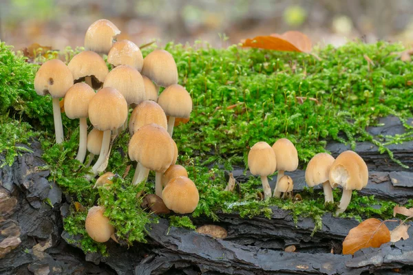 Tampa de Mica - Coprinus micaceus — Fotografia de Stock