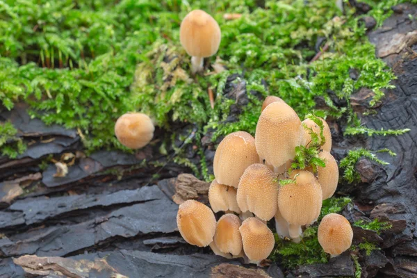 Tampa de Mica - Coprinus micaceus — Fotografia de Stock