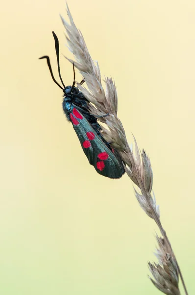 Zes-spot burnet - Zygaena filipendulae — Stockfoto