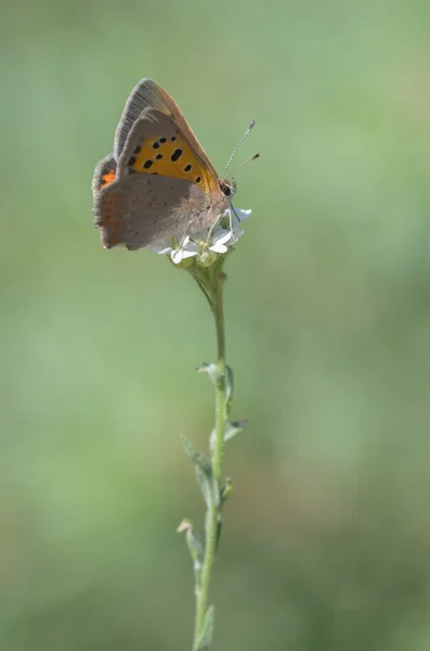 Sooty Copper, Lycaena tityrus — Stock Photo, Image