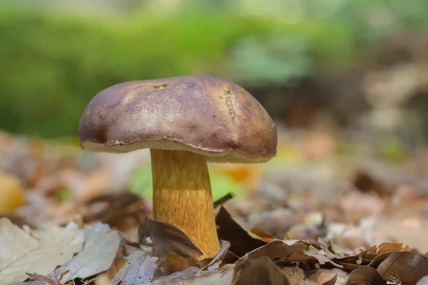 Болет залива - Boletus badius — стоковое фото