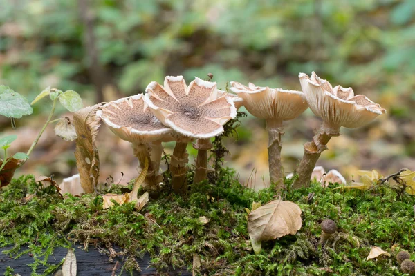 Fungo do mel - Armillaria — Fotografia de Stock