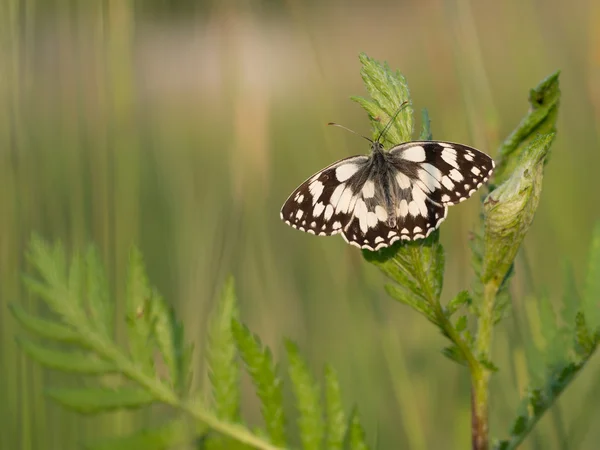 Marbled white - Melanargia galathea — Stock Photo, Image