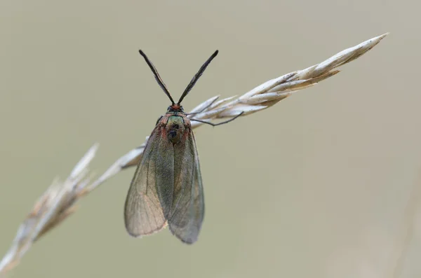 Groene Forester - metaalvlinder — Stockfoto