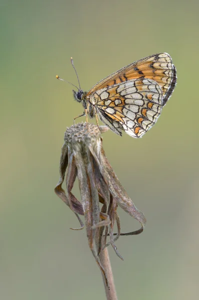 Bosparelmoervlinder - Melitaea athalia — Stockfoto