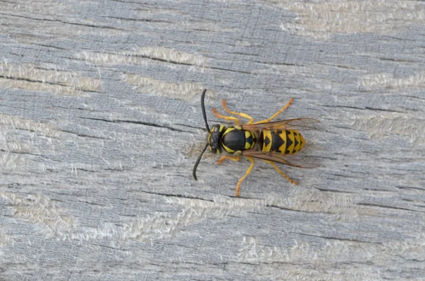 Alman wasp - Vespula germanica — Stok fotoğraf