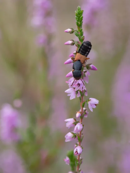 Rove böceği - Platydracus stercorarius — Stok fotoğraf