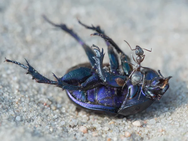 Ameise - formica cinerea - auf einem irdischen Mistkäfer - geotrupi — Stockfoto