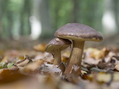 Defne bolete - Imleria badia