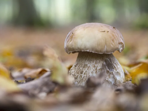 苦涩的牛肝菌-粉孢 felleus — 图库照片