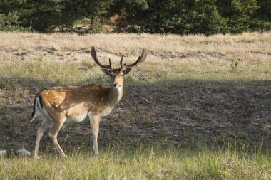 Kızıl geyik - cervus elaphus