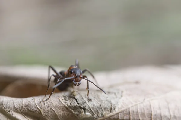 มดไม้แดง Formica rufa — ภาพถ่ายสต็อก