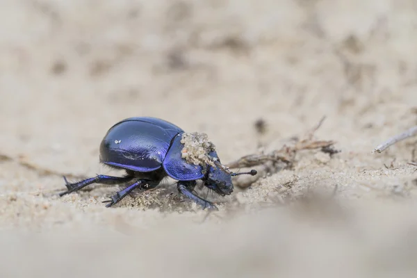 Erdbohrkäfer - trypocopris vernalis — Stockfoto