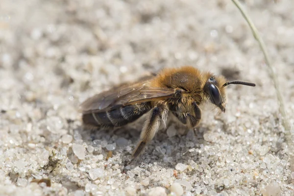 Abeilles minières - Andrena barbilabris — Photo