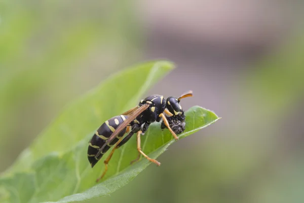 Vespe - Polistes biglumis — Foto Stock