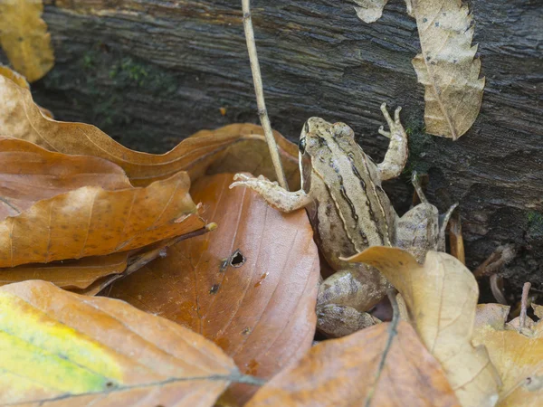 Grenouille commune européenne, Rana temporaria — Photo