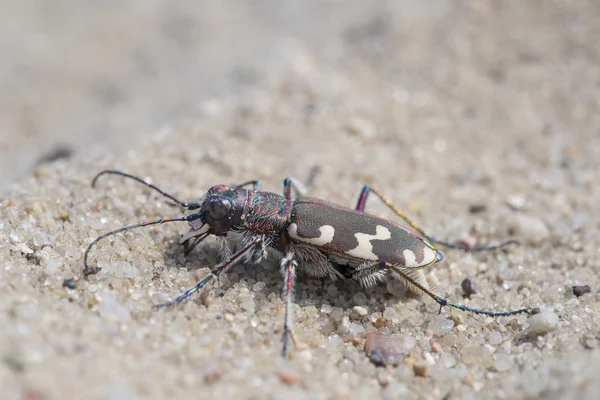 Northern dune tiger beetle - Cicindela hybrida — Stock Photo, Image
