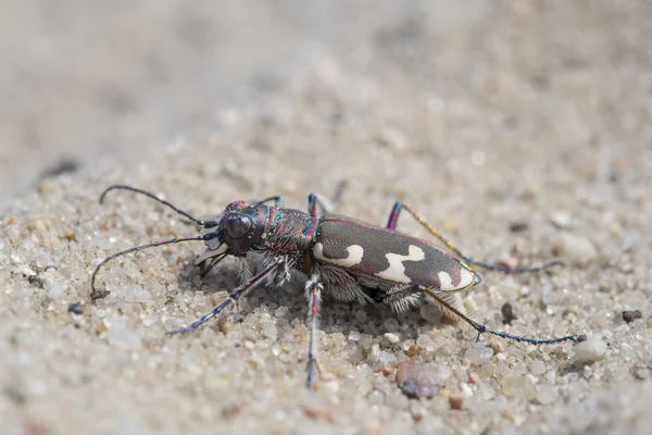 Scarabeo tigre delle dune settentrionali - Cicindela hybrida — Foto Stock