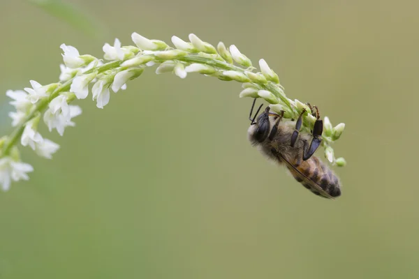 Abelha do mel ocidental, Apis mellifera — Fotografia de Stock