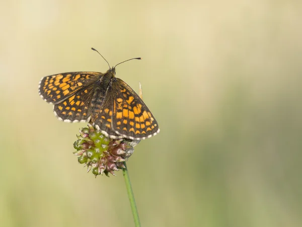 Heath parelmoervlinder, Melitaea athalia — Stockfoto