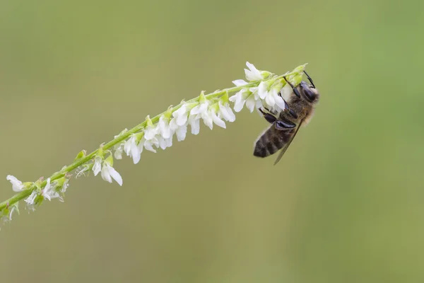 Westliche Honigbiene, apis mellifera — Stockfoto