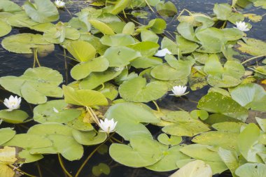 Beyaz lotus, Nymphaea alba
