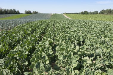 Brüksel bir tarlada filizleniyor