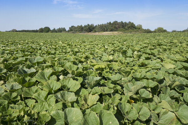 Тыквы в поле
