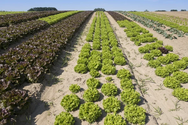 Салат на поле — стоковое фото