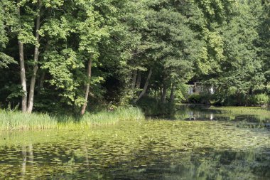 Göl nilüferler ve arka planda bir ev ile