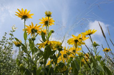 Black-eyed-susans in the sun clipart
