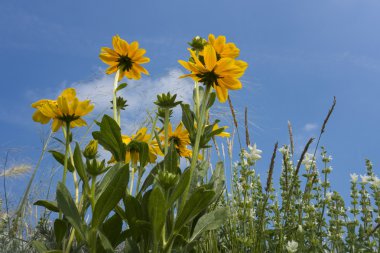 Siyah-eyed-susans güneş