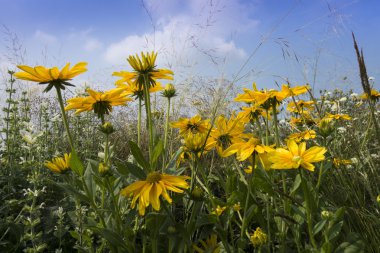 Siyah-eyed-susans güneş