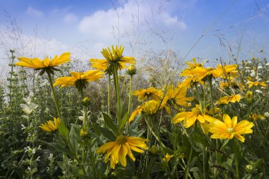 Siyah-eyed-susans güneş