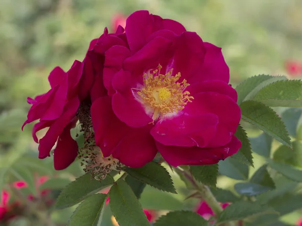 Rugosa rose, Rosa rugosa — Stockfoto