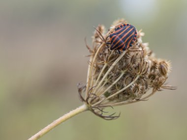 Çizgili-hata bir bitki, Graphosoma lineatum