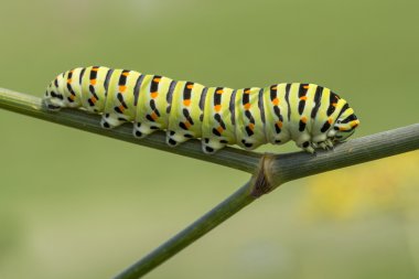 Caterpillar swallowtail Papilio machaon