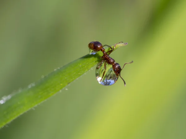 Formiga de fogo europeia em uma gota de água, Myrmica rubra — Fotografia de Stock