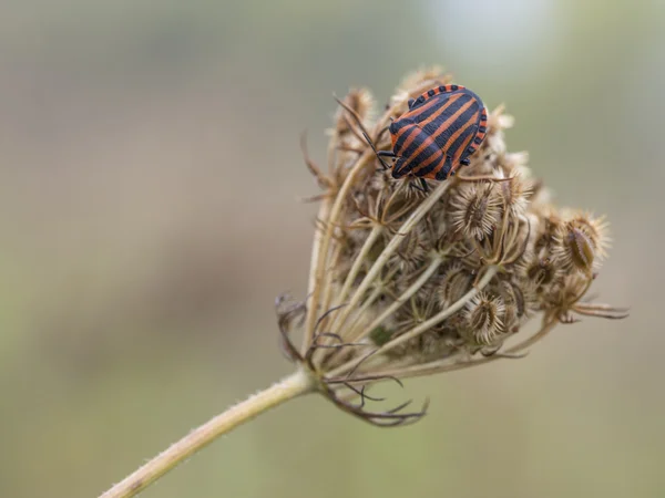 Csíkos-Bug egy növény, csíkos pajzsospoloska — Stock Fotó